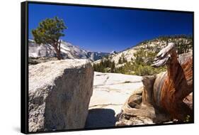 Twisted Pine Tree at Olmstead Point-George Oze-Framed Stretched Canvas