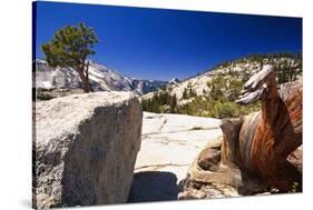 Twisted Pine Tree at Olmstead Point-George Oze-Stretched Canvas