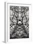 Twisted Tree, 2021 (photograph)-Ant Smith-Framed Giclee Print