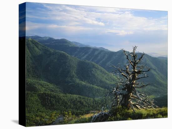 Twisted Tree in Lush Landscape, Bear River Range, Cache National Forest, Cache Valley, Idaho, USA-Scott T^ Smith-Stretched Canvas