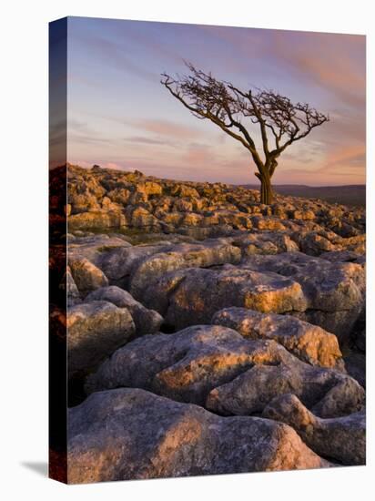 Twisted Tree, Twistleton Scar End, Ingleton, Yorkshire Dales National Park, England, United Kingdom-Neale Clark-Stretched Canvas