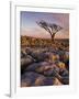 Twisted Tree, Twistleton Scar End, Ingleton, Yorkshire Dales National Park, England, United Kingdom-Neale Clark-Framed Premium Photographic Print