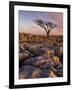 Twisted Tree, Twistleton Scar End, Ingleton, Yorkshire Dales National Park, England, United Kingdom-Neale Clark-Framed Premium Photographic Print