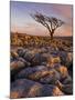 Twisted Tree, Twistleton Scar End, Ingleton, Yorkshire Dales National Park, England, United Kingdom-Neale Clark-Mounted Premium Photographic Print