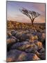 Twisted Tree, Twistleton Scar End, Ingleton, Yorkshire Dales National Park, England, United Kingdom-Neale Clark-Mounted Photographic Print