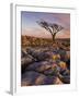 Twisted Tree, Twistleton Scar End, Ingleton, Yorkshire Dales National Park, England, United Kingdom-Neale Clark-Framed Photographic Print