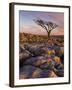 Twisted Tree, Twistleton Scar End, Ingleton, Yorkshire Dales National Park, England, United Kingdom-Neale Clark-Framed Photographic Print