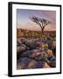 Twisted Tree, Twistleton Scar End, Ingleton, Yorkshire Dales National Park, England, United Kingdom-Neale Clark-Framed Photographic Print