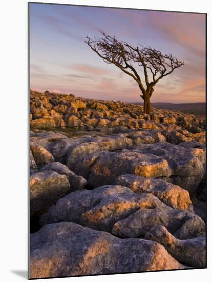 Twisted Tree, Twistleton Scar End, Ingleton, Yorkshire Dales National Park, England, United Kingdom-Neale Clark-Mounted Photographic Print