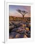 Twisted Tree, Twistleton Scar End, Ingleton, Yorkshire Dales National Park, England, United Kingdom-Neale Clark-Framed Photographic Print