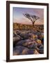 Twisted Tree, Twistleton Scar End, Ingleton, Yorkshire Dales National Park, England, United Kingdom-Neale Clark-Framed Photographic Print