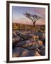 Twisted Tree, Twistleton Scar End, Ingleton, Yorkshire Dales National Park, England, United Kingdom-Neale Clark-Framed Photographic Print