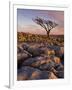 Twisted Tree, Twistleton Scar End, Ingleton, Yorkshire Dales National Park, England, United Kingdom-Neale Clark-Framed Photographic Print