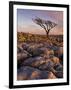 Twisted Tree, Twistleton Scar End, Ingleton, Yorkshire Dales National Park, England, United Kingdom-Neale Clark-Framed Photographic Print