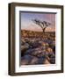 Twisted Tree, Twistleton Scar End, Ingleton, Yorkshire Dales National Park, England, United Kingdom-Neale Clark-Framed Photographic Print