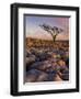 Twisted Tree, Twistleton Scar End, Ingleton, Yorkshire Dales National Park, England, United Kingdom-Neale Clark-Framed Photographic Print