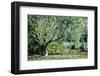 Twisted Tree-Mary Lou Johnson-Framed Photo