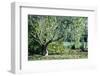 Twisted Tree-Mary Lou Johnson-Framed Photo