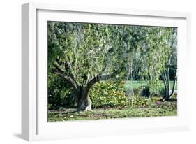 Twisted Tree-Mary Lou Johnson-Framed Photo