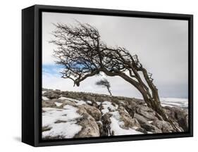 Twistleton Scar End in Snow, Ingleton, Yorkshire Dales, Yorkshire, England, United Kingdom, Europe-Bill Ward-Framed Stretched Canvas
