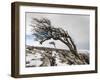 Twistleton Scar End in Snow, Ingleton, Yorkshire Dales, Yorkshire, England, United Kingdom, Europe-Bill Ward-Framed Photographic Print