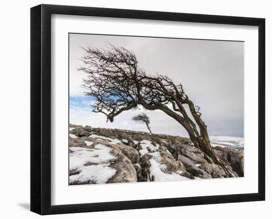 Twistleton Scar End in Snow, Ingleton, Yorkshire Dales, Yorkshire, England, United Kingdom, Europe-Bill Ward-Framed Photographic Print