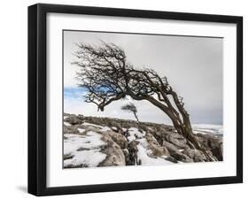 Twistleton Scar End in Snow, Ingleton, Yorkshire Dales, Yorkshire, England, United Kingdom, Europe-Bill Ward-Framed Photographic Print