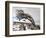 Twistleton Scar End in Snow, Ingleton, Yorkshire Dales, Yorkshire, England, United Kingdom, Europe-Bill Ward-Framed Photographic Print