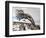 Twistleton Scar End in Snow, Ingleton, Yorkshire Dales, Yorkshire, England, United Kingdom, Europe-Bill Ward-Framed Photographic Print