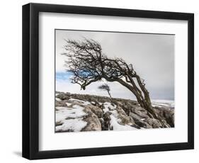Twistleton Scar End in Snow, Ingleton, Yorkshire Dales, Yorkshire, England, United Kingdom, Europe-Bill Ward-Framed Photographic Print