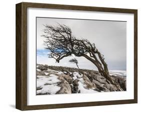 Twistleton Scar End in Snow, Ingleton, Yorkshire Dales, Yorkshire, England, United Kingdom, Europe-Bill Ward-Framed Premium Photographic Print