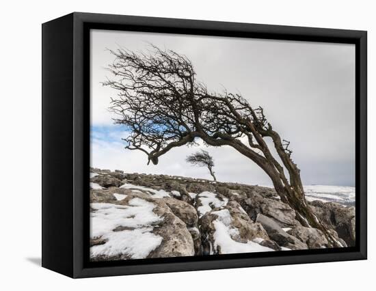 Twistleton Scar End in Snow, Ingleton, Yorkshire Dales, Yorkshire, England, United Kingdom, Europe-Bill Ward-Framed Stretched Canvas