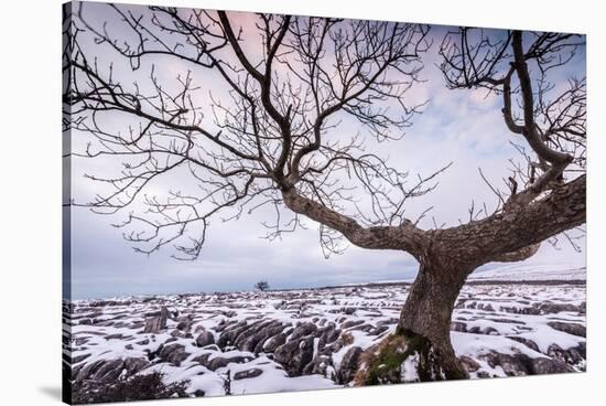 Twistleton Scar End in Snow, Ingleton, Yorkshire Dales, Yorkshire, England, United Kingdom, Europe-Bill Ward-Stretched Canvas