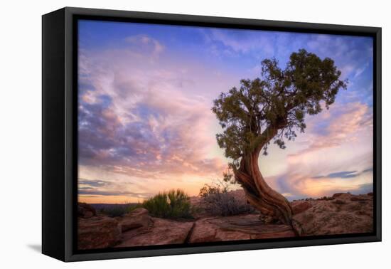 Twisty Tree at Dead Horse Point, Southern Utah-Vincent James-Framed Stretched Canvas