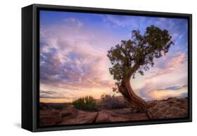 Twisty Tree at Dead Horse Point, Southern Utah-Vincent James-Framed Stretched Canvas