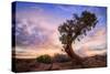 Twisty Tree at Dead Horse Point, Southern Utah-Vincent James-Stretched Canvas