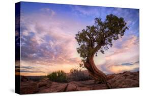 Twisty Tree at Dead Horse Point, Southern Utah-Vincent James-Stretched Canvas