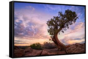 Twisty Tree at Dead Horse Point, Southern Utah-Vincent James-Framed Stretched Canvas