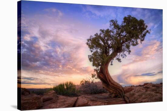 Twisty Tree at Dead Horse Point, Southern Utah-Vincent James-Stretched Canvas