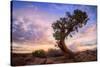 Twisty Tree at Dead Horse Point, Southern Utah-Vincent James-Stretched Canvas