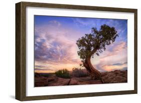 Twisty Tree at Dead Horse Point, Southern Utah-Vincent James-Framed Photographic Print