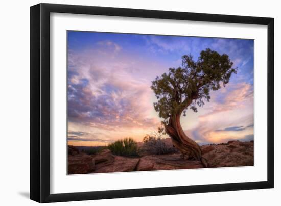 Twisty Tree at Dead Horse Point, Southern Utah-Vincent James-Framed Photographic Print