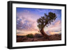 Twisty Tree at Dead Horse Point, Southern Utah-Vincent James-Framed Photographic Print