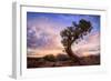 Twisty Tree at Dead Horse Point, Southern Utah-Vincent James-Framed Photographic Print