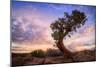 Twisty Tree at Dead Horse Point, Southern Utah-Vincent James-Mounted Photographic Print