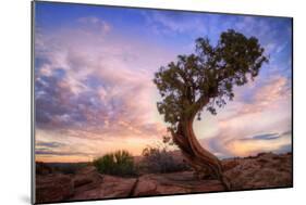 Twisty Tree at Dead Horse Point, Southern Utah-Vincent James-Mounted Photographic Print