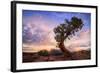 Twisty Tree at Dead Horse Point, Southern Utah-Vincent James-Framed Photographic Print