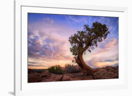 Twisty Tree at Dead Horse Point, Southern Utah-Vincent James-Framed Photographic Print