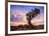 Twisty Tree at Dead Horse Point, Southern Utah-Vincent James-Framed Photographic Print