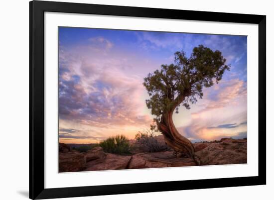 Twisty Tree at Dead Horse Point, Southern Utah-Vincent James-Framed Photographic Print